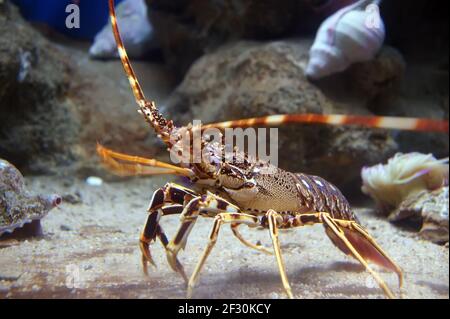 Homard de roche tropicale coloré sous l'eau, aquarium de Barcelone, ​​Spain Banque D'Images