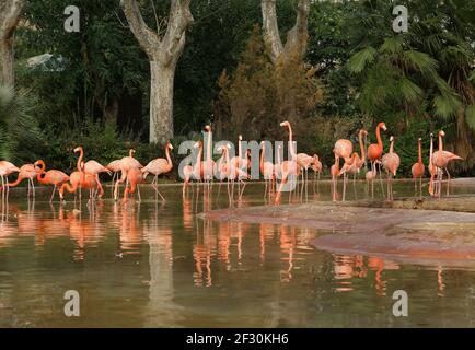 Magnifiques flamants roses dans la nature. Zoo de Barcelone