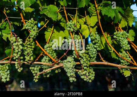 Raisins sur les vignobles le long de la route des vins rouges dans la vallée de l'Ahr, en Allemagne Banque D'Images