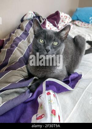 Photo de repos de chat Korat domestique Anita Hedlund Banque D'Images