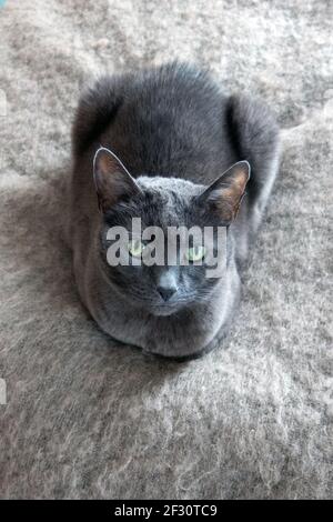 Photo de repos de chat Korat domestique Anita Hedlund Banque D'Images