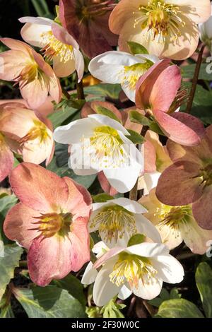Hellébores fleuris d'hiver au soleil, gros plan Banque D'Images