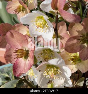 Hellébores fleuris d'hiver au soleil, gros plan Banque D'Images