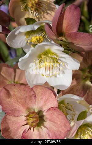 Hellébores fleuris d'hiver au soleil, gros plan Banque D'Images