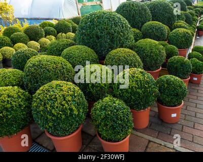 Buxus boule empochée fort longs buissons plantes pour la vente dans un centre jardin Durham Banque D'Images