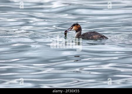 Le grand grebe à crête nageant dans l'eau bleue attrapant un poisson dans son bec. Journée d'hiver venteuse sur un lac. Banque D'Images