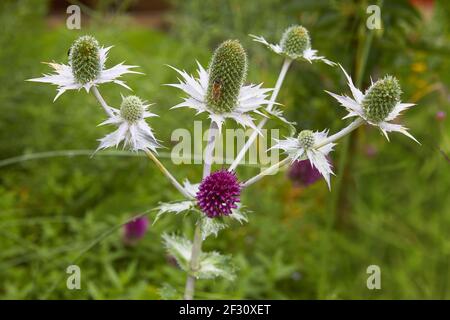 Beau chardon d'ivoire, (eryngium giganteum), gros plan. Banque D'Images