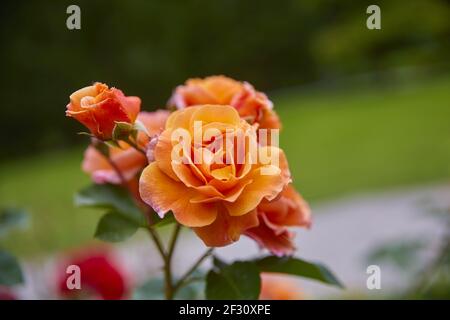 Belle rose couleur abricot parfaite en gros plan. Banque D'Images