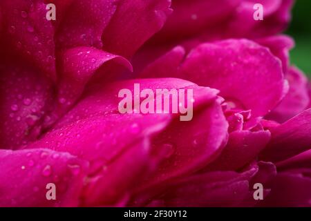 Photo macro de la grande pivoine rose dans le jardin d'été. Banque D'Images