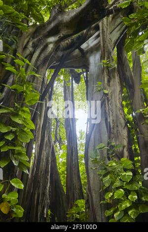 Photo d'un énorme vieux arbre banyon aux Maldives. Banque D'Images