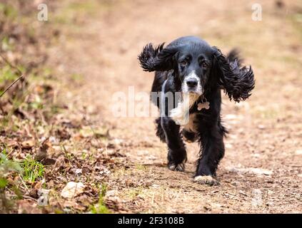 Cocker spaniel courant avec de grandes oreilles de disquettes, Alresford, Hampshire, Royaume-Uni Banque D'Images