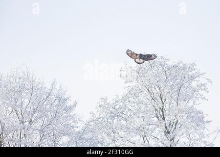 Un faucon à pattes rugueuses (Buteo lagopus) débarquant dans un arbre avec de la neige à la recherche de proies. Banque D'Images