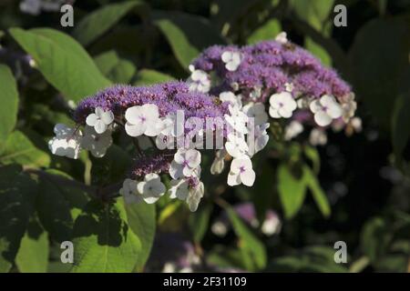 Hortensia rose exotique avec fleurs blanches, (macrophylla) gros plan. Banque D'Images