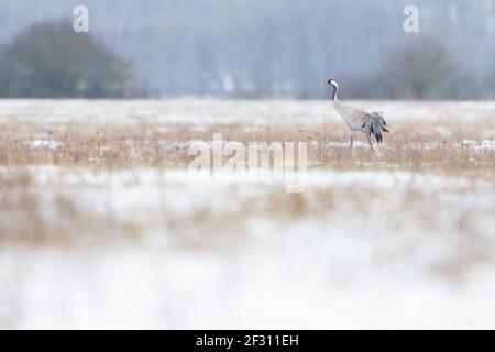 Grue commune (Grus Grus) dans un pré avec de la neige. Banque D'Images