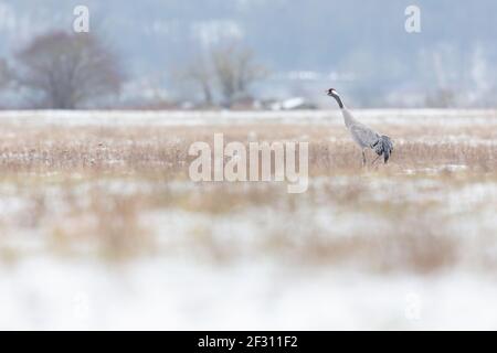Grue commune (Grus Grus) dans un pré avec de la neige. Banque D'Images