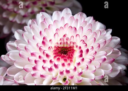 Gros plan d'un beau Chrysanthemum Banque D'Images