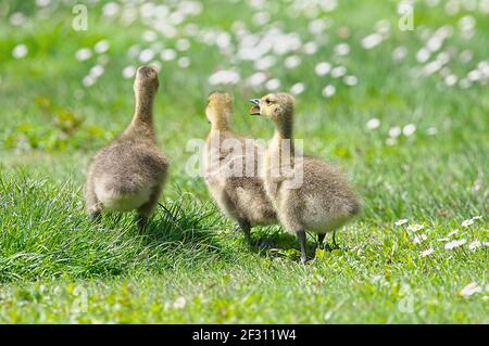 Trois oisons de la Bernache du Canada rompant dans l'herbe. Banque D'Images