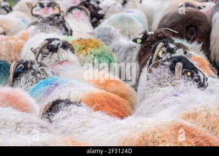 Moutons à long Preston Banque D'Images