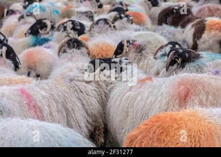 Moutons à long Preston Banque D'Images