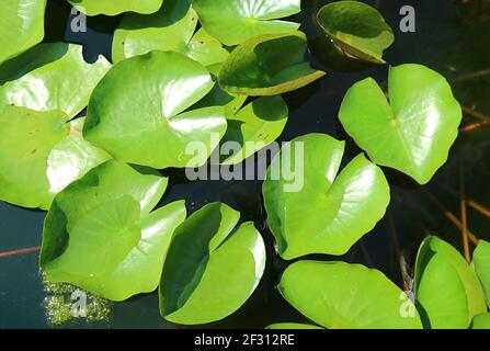 Tapis de nénuphars de Nymphaea Tubtim Siam ou Ellisiana Hardy Waterlily dans l'étang Banque D'Images