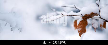 Les feuilles d'hiver sont en gros plan avec la neige isolée. Banque D'Images