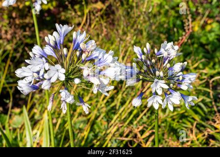 Agapanthus africanus 'Twister' plante à fleurs d'été avec fleur de printemps blanc bleu communément connue sous le nom de lys africains, image de stock photo Banque D'Images