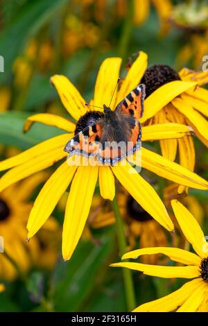 Petit papillon tortoiseshell (Aglais urticae) avec des ailes étirées reposant sur une plante florale de Susan à yeux noirs de rudbeckia, photo de stock Banque D'Images