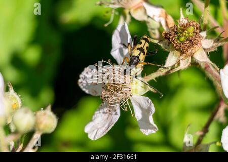 Longhorn Beetle tacheté (Strangalia ou Rutpela maculata) insecte volant jaune avec des taches noires, photo Banque D'Images