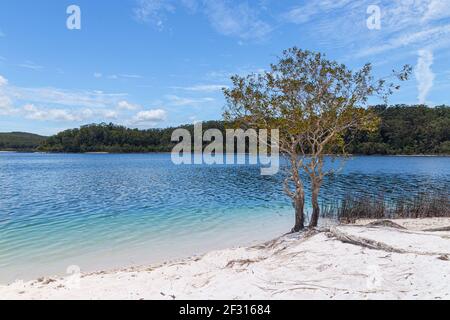 Lac McKenzie sur Fraser Island, Queensland, Australie Banque D'Images