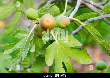 Ficus carica 'Bourjasotte grise'. Fruits mûrs/poussant sur un arbre de figuiers Banque D'Images