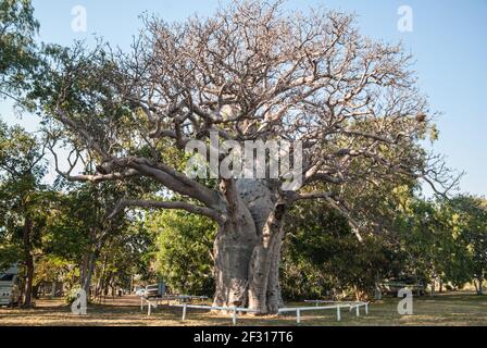 WYNDHAM BOAB TREE, KIMBERELY, AUSTRALIE OCCIDENTALE Banque D'Images