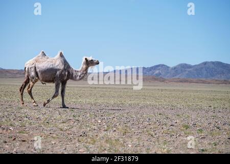 Un chameau dans le désert de pierre de la Mongolie occidentale Banque D'Images