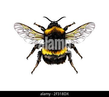 Bumblebee d'un jet d'aquarelle, dessin coloré, réaliste. Illustration vectorielle des peintures Illustration de Vecteur