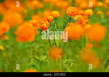 Prairie verte de printemps avec fleurs d'orange Globeflowers (Trollius asiaticus) Banque D'Images