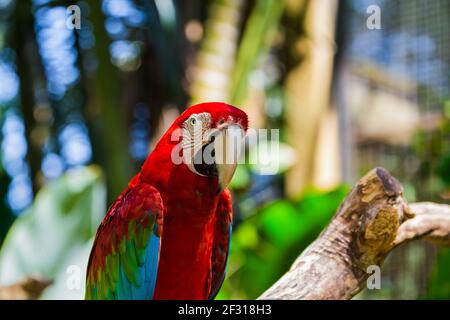 Dans l'île de Bali Indonésie Parrot Banque D'Images