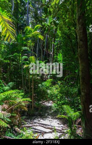 Forêt tropicale sur Fraser Island dans le Queensland, en Australie Banque D'Images