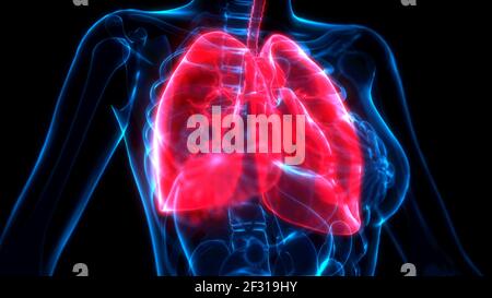 maladie des poumons sur l'acquisition radiographique, illustration médicale 3d Banque D'Images