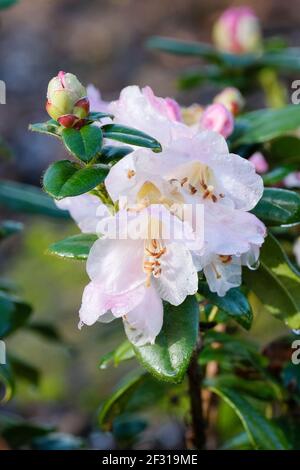 Fleurs en cloche rose pâle de rhododendron Cilpinense (Groupe Cilpinense) Banque D'Images