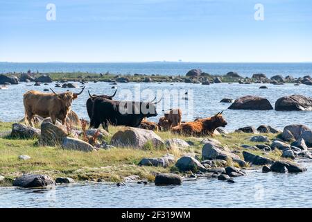 Élevage de bovins des Highlands sur l'île de Jurmo, Parainen, Finlande Banque D'Images