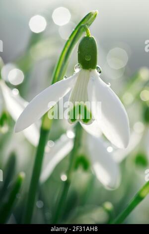 Fleurs de neige blanches dans le jardin ensoleillé. Arrière-plan de Pâques. Banque D'Images