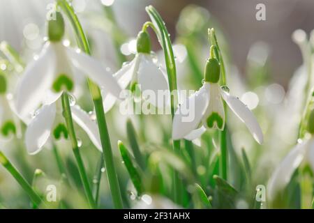 Fleurs de neige blanches dans le jardin ensoleillé. Arrière-plan de Pâques. Banque D'Images