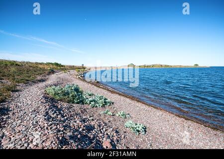 Crambe maritima plante groving sur l'île de Jurmo, Parainen, Finlande Banque D'Images