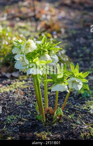 Helleborus × hybridus 'blanc de Harvington'. Rose de Lenten « blanc d'abatteuse » ou « blanc d'abatteuse ». Banque D'Images