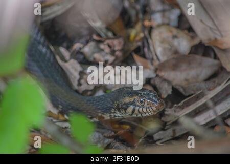 Une bouche de coton serpentant à travers le pinceau dans le parc régional de Wekiwa Springs, dans le comté de Seminole, en Floride Banque D'Images