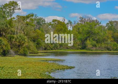 La belle rivière Wekiwa se déplace lentement dans le parc régional de Wekiwa Springs à Opapka, comté de Seminole, Floride Banque D'Images