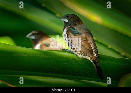 Bronze munia - Lonchura cuculata ou bronze Mannikin petit oiseau de sérine des Afrotropiques, très social estrildid finch dans la plupart de l'Afrique au sud de t Banque D'Images