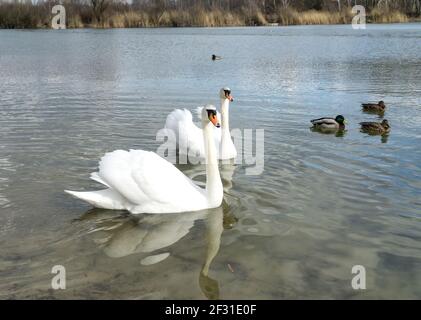 Deux cygnes blancs (Cygnus olor) et un groupe de canards colverts (anas platyrhynchos) sur l'eau. Début du printemps en Pologne, en Europe. Banque D'Images