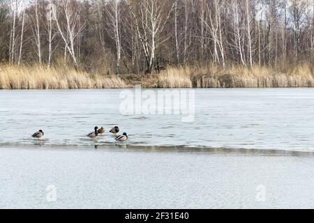 Paysage d'hiver ou de début de printemps avec eau gelée et forêt en Pologne, Europe. Groupe de canards colverts sur la couche de glace de fonte couvrant le lac ou l'étang. Banque D'Images