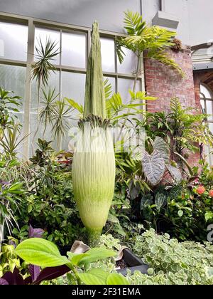 Amorphophallus titanum, le titan arum, est une plante à fleurs avec la plus grande inflorescence non ramifiée au monde. La palmier talipot, Corypha umbracu Banque D'Images