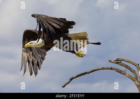 Un aigle à tête blanche vole d'une branche Banque D'Images